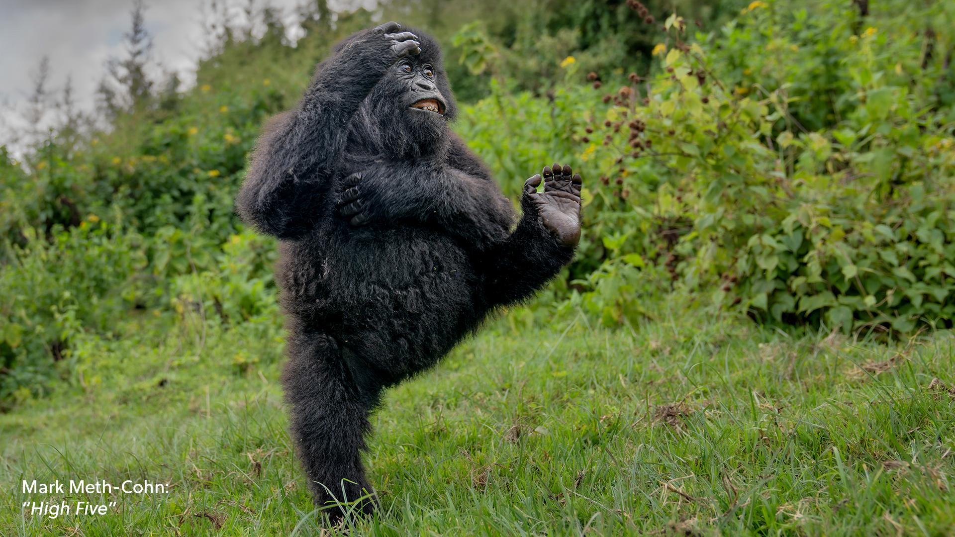 A young mountain gorilla raises one foot and one hand in Mark Meth-Cohn's photograph High Five