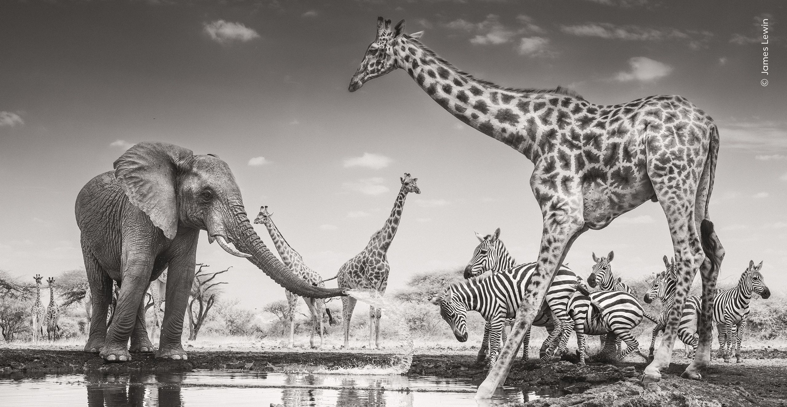 Elephant spraying zebras, photographed in infrared by James Lewin